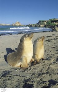 seal lions